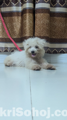 6-Month-Old Lhasa Dog – Friendly, Playful & Potty Trained